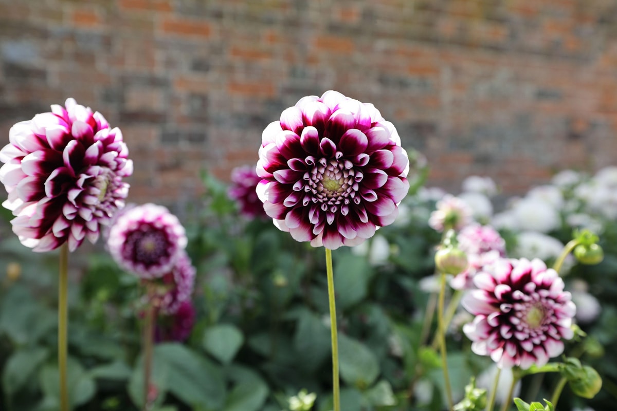 Dahlias from the School's gardens at Waterperry, close-up pompom blooms